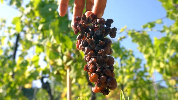 bunch of grapes for the production of wine ruined and dried by too much sun - the sun and dryness ruin the cultivation of grapes - dried bunch of grape, drought , climate change a global warming