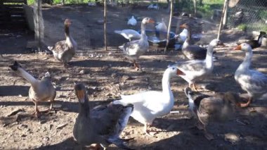 Çiftlikte kaz sürüsü