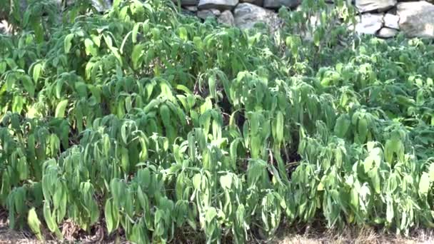 Salvia Blad Och Plantering Kök Smaker Och Kryddor Växa Salvia — Stockvideo