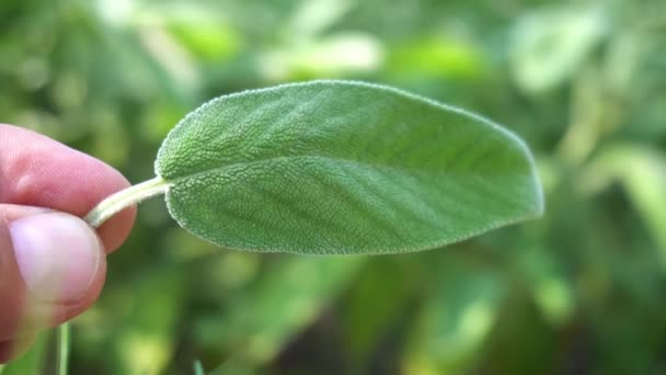 Hoja Salvia Plantación Sabores Cocina Especias Cultivar Salvia Para Uso — Vídeos de Stock