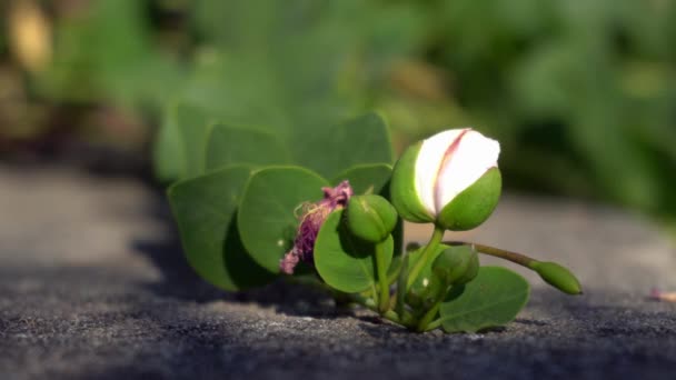 Caper Flower Rasa Memasak Dan Rempah Rempah Tumbuh Capers Untuk — Stok Video
