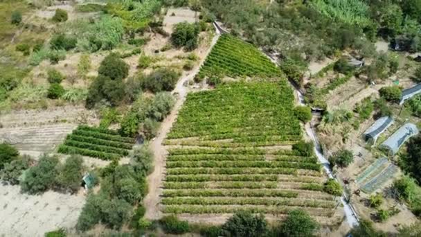 意大利 利古里亚 Cinque Terre 无人飞机俯瞰Framura的海村 典型的葡萄园 生产俯瞰海台的葡萄酒 以便在山上种植藤蔓 — 图库视频影像