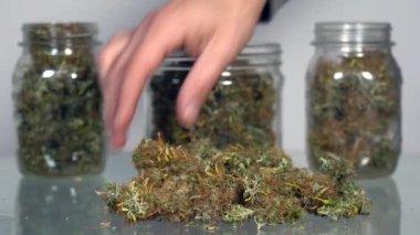 Marihuana otunun evde yetiştirilmesi CBD ve THC - çiçekleri kurutmak için cam kavanozlar - hasta insanların bakımı için yasal maddeler ve milenyum için yasadışı uyuşturucular - yasallaştırma önerisi