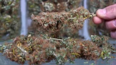 Marihuana otunun evde yetiştirilmesi CBD ve THC - çiçekleri kurutmak için cam kavanozlar - hasta insanların bakımı için yasal maddeler ve milenyum için yasadışı uyuşturucular - yasallaştırma önerisi