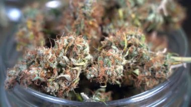 Marihuana otunun evde yetiştirilmesi CBD ve THC - çiçekleri kurutmak için cam kavanozlar - hasta insanların bakımı için yasal maddeler ve milenyum için yasadışı uyuşturucular - yasallaştırma önerisi