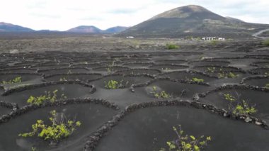 vineyard for growing vines and grapes for wine production with black volcanic lava soil - drone aerial view of circles in the ground in La Geria, Lanzarote Spain, Canary Islands, Europe.