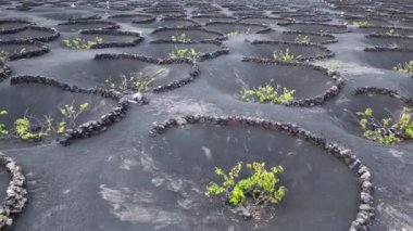 vineyard for growing vines and grapes for wine production with black volcanic lava soil - drone aerial view of circles in the ground in La Geria, Lanzarote Spain, Canary Islands, Europe.