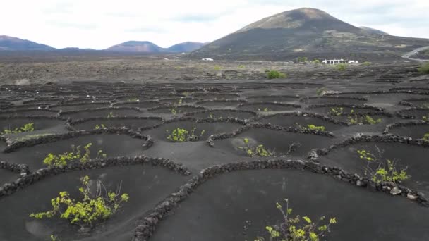 Vineyard Growing Vines Grapes Wine Production Black Volcanic Lava Soil — 图库视频影像