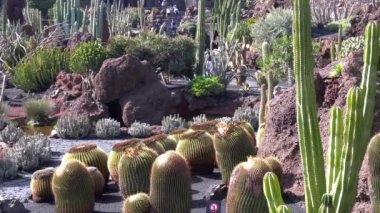 Echinocactus grusonii dikenli yuvarlak bir kaktüstür. Jardin de Cactus 'taki Kanarya İspanya' da bulunan Lanzarote volkanik adasındaki bir bahçede inanılmaz sulu bir bitki.