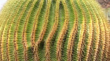 Echinocactus grusonii is a prickly round cactus - amazing succulent plant in a garden on a Lanzarote volcanic island in canary Spain in Jardin de Cactus