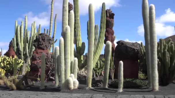 에스키모 소니는 라운드 선인장 스페인 투스에 란사로테 화산섬 의정원에 놀라운 — 비디오