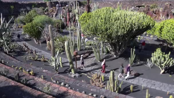 Echinocactus Grusonii Est Cactus Épineux Rond Plante Succulente Étonnante Dans — Video