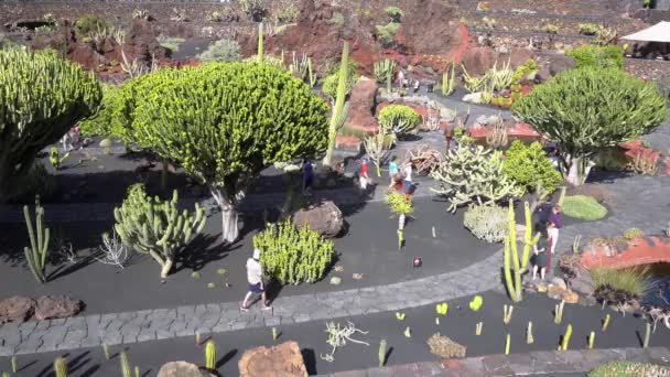 Echinocactus Grusonii Prickly Cactus Amazing Succulent Plant Garden Lanzarote Volcanic — Stock Video