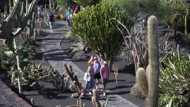 Echinocactus Grusonii Est Cactus Épineux Rond Plante Succulente Étonnante Dans — Video