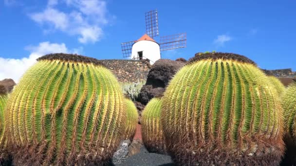 Lanzarote 2023 Cactus Garden Botanical Garden Echinocactus Grusonii Cactus Large — Stock Video
