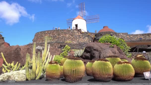 Lanzarote 2023 Cactus Garden Botanical Garden Echinocactus Grusonii Cactus Large — стоковое видео