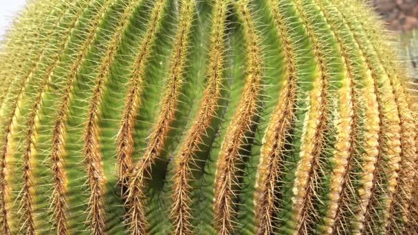 Echinocactus Grusonii Kłujący Okrągły Kaktus Niesamowita Soczysta Roślina Ogrodzie Lanzarote — Wideo stockowe