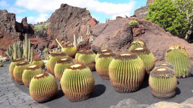 Echinocactus grusonii is a prickly round cactus - amazing succulent plant in a garden on a Lanzarote volcanic island in canary Spain in Jardin de Cactus