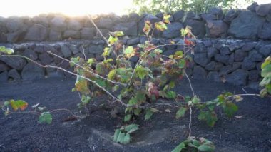 vineyard for growing vines and grapes for wine production with black volcanic lava soil - drone earial view of circles in the ground in La Geria , Lanzarote, Spain , Canary Islands , Europe.