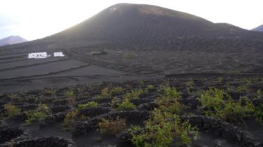 Şarap üretimi için üzüm bağları ve üzüm bağları. Siyah volkanik lav toprağı. La Geria, Lanzarote İspanya, Kanarya Adaları, Avrupa 'daki dairelerin insansız hava aracı görüntüsü..