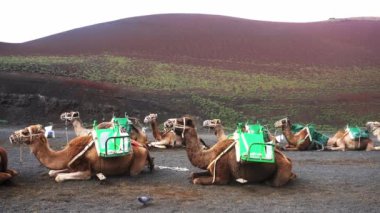 Europe, Spain, Canary Islands, Lanzarote 2023 Visitors sit atop dromedary camels to tour a unique, volcanic landscape in Timanfaya National Park desert dunes