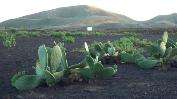 Succulent Plants Prickly Pear Cactus Volcanic Soil Black Lava Lanzarote — Stockvideo