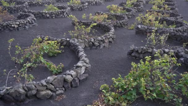 Vineyard Growing Vines Grapes Wine Production Black Volcanic Lava Soil — Stok Video