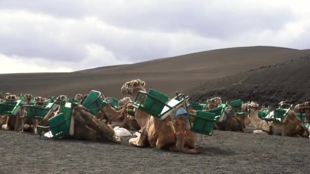 Europe Spain Canary Islands Lanzarote 2023 Visitors Sit Atop Dromedary — Video Stock