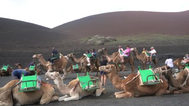 Європа Іспанія Канарські Острови Лансароте 2023 Відвідувачі Сідають Верблюдах Щоб — стокове відео