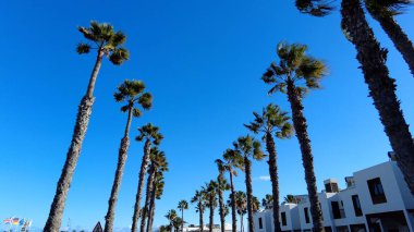 Şehirde palmiye ağaçları  