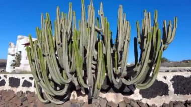Echinocactus grusonii is a prickly round cactus - amazing succulent plant in a garden on a Lanzarote volcanic island in canary Spain in Jardin de Cactus