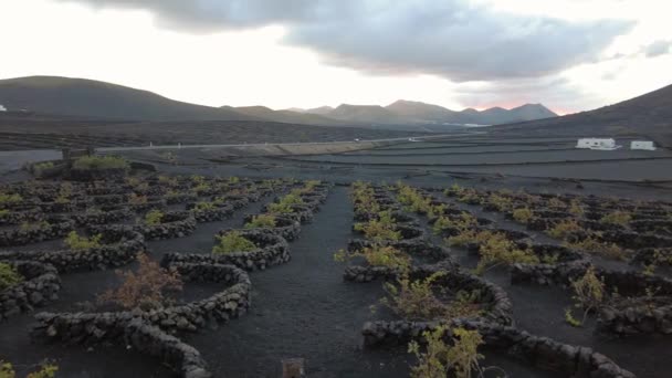 Vineyard Growing Vines Grapes Wine Production Black Volcanic Lava Soil — Stockvideo