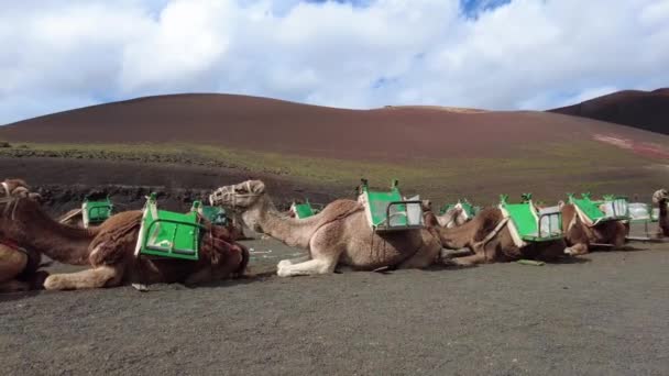 Европа Испания Канарские Острова Лароте 2023 Сидят Верблюдах Дромдаре Совершить — стоковое видео