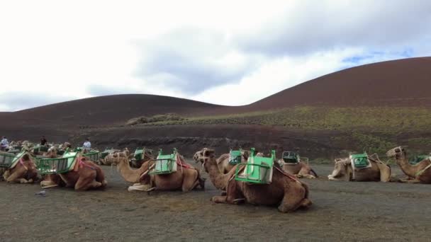 Europe Spain Canary Islands Lanzarote 2023 Visitors Sit Atop Dromedary — Wideo stockowe