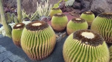 Echinocactus grusonii dikenli yuvarlak bir kaktüstür. Jardin de Cactus 'taki Kanarya İspanya' da Lanzarote volkanik adasındaki bir bahçede inanılmaz sulu bitkiler.