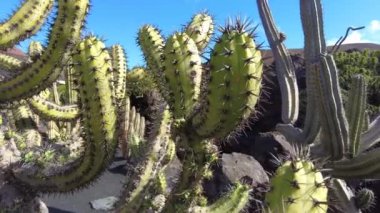 Echinocactus grusonii is a prickly round cactus - amazing succulent plant in a garden on a Lanzarote volcanic island in canary Spain in Jardin de Cactus