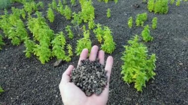 sand and black lava stone of volcanic origin held in hand - the lava soil is very fertile - organic farming and plant growth in Lanzarote Canary Islands Spain
