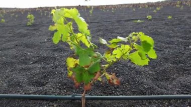 vineyard for growing vines and grapes for wine production with black volcanic lava soil - drone earial view of circles in the ground in La Geria , Lanzarote, Spain , Canary Islands , Europe.