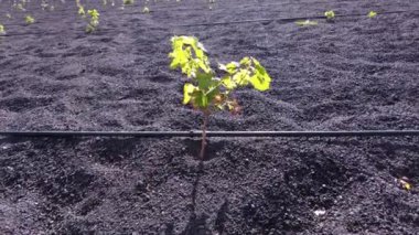 vineyard for growing vines and grapes for wine production with black volcanic lava soil - drone earial view of circles in the ground in La Geria , Lanzarote, Spain , Canary Islands , Europe.