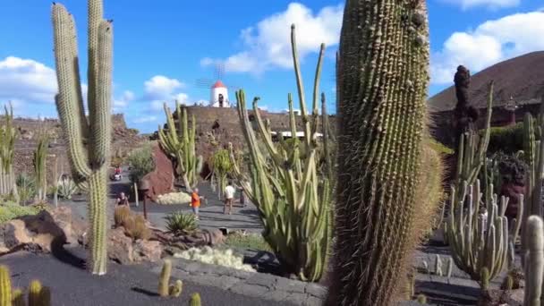 Lanzarote 2023 Jardin Des Cactus Est Jardin Botanique Avec Echinocactus — Video