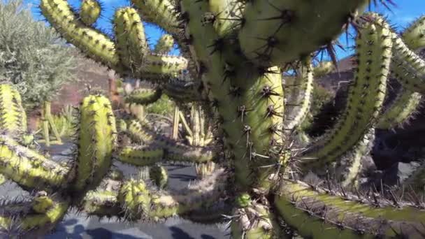 エチノクタス グルソニ Echinatucas Grusonii 丸いサボテンです ジャルダン サボテンのカナリアスペインのランサローテ火山島の庭にある素晴らしい多肉植物 — ストック動画