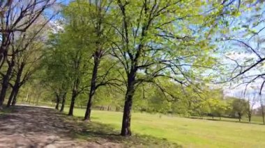 Doğada yürüyüş ve yürüyüş, ağaçlarla kaplı bir caddeden geçiyor. Güneşin yansıması ve baharın gelişiyle parktaki yaprakları büyüyen ağaçlar. Milan Montagnetta di San Siro.