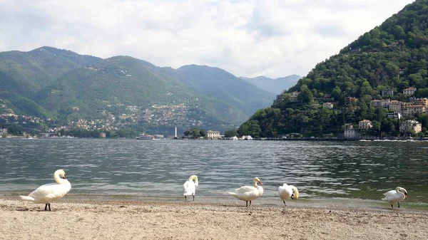 stock image Europe, Italy, Como 2023 - the lake promenade reopens after the renovation works - lake Como invaded by tourists from all over the world - sightseeing and natural and artistic beauty in Lombardy