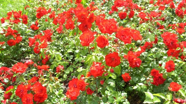 有红玫瑰的维护良好的花园 公园里种植玫瑰 — 图库照片