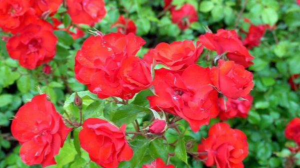 有红玫瑰的维护良好的花园 公园里种植玫瑰 — 图库照片