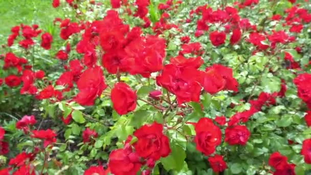 Kırmızı Gülleri Olan Iyi Korunmuş Bir Bahçe Bir Parkta Gül — Stok video
