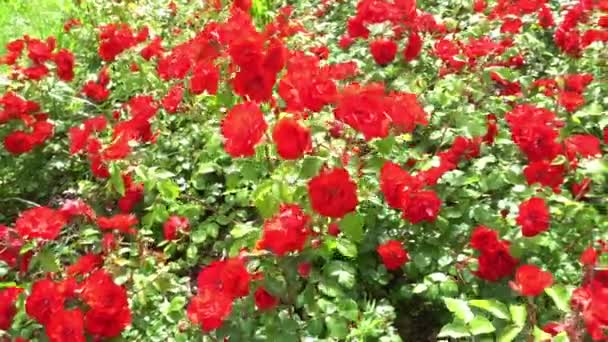 Well Kept Garden Red Roses Filed Roses Cultivation Park — Stock Video