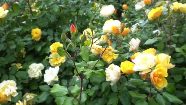 Well Kept Garden Yello White Roses Filed Roses Cultivation Park — Stock Video