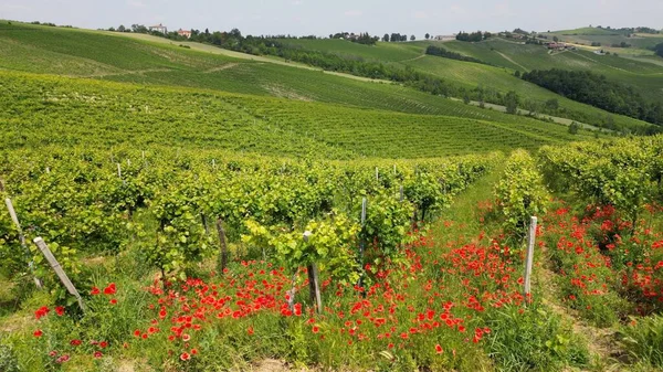 意大利 Oltrepo Pavese 有葡萄园的山丘 在一排排葡萄树之间盛开着葡萄酒和红花 托斯卡纳阿彭宁风景秀丽 吸引游客观光 — 图库照片
