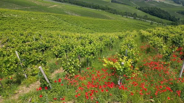 Italy Oltrepo Pavese Hills Vineyards Production Wine Red Flowers Poppies — Stock Photo, Image